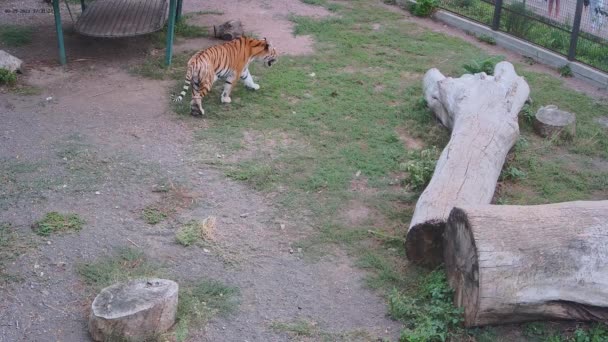 Tygři Potulují Kleci Zoo — Stock video