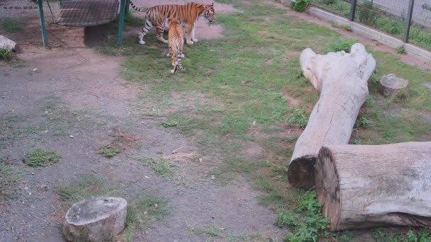Tygrysy Walczą Przestrzeń Terytorium — Wideo stockowe