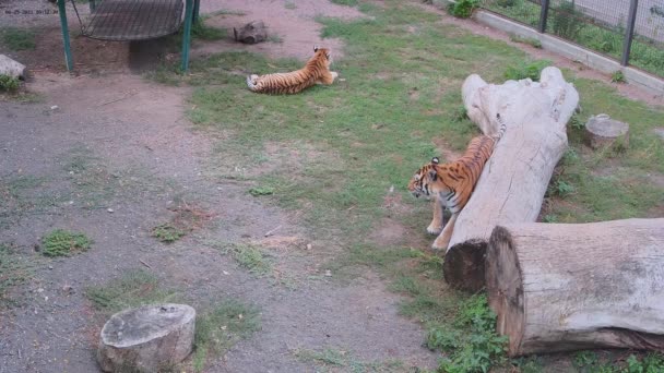 Ενώ Μια Τίγρης Ξαπλώνει Μια Άλλη Τίγρης Τρίβει Την Πλάτη — Αρχείο Βίντεο