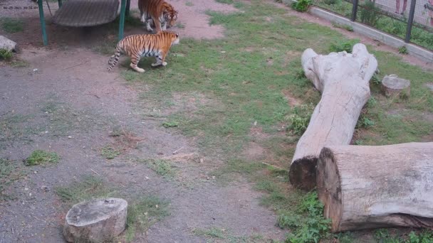 虎がスイングに横たわっていた間 別の虎は後ろから彼を攻撃したかったです — ストック動画