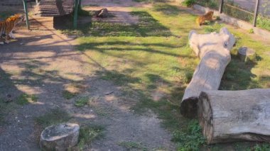 Bir kaplan diğerini avlıyor.