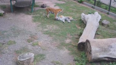 İki kaplan birbiriyle oynuyor.