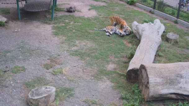 Dois Tigres Brincam Com Outro Jaula — Vídeo de Stock