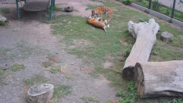Два Тигра Играют Друг Другом — стоковое видео