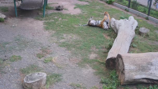 Δύο Τίγρεις Που Παίζουν Μεταξύ Τους — Αρχείο Βίντεο