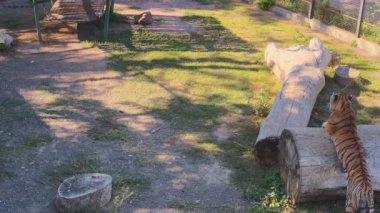  Bir kaplan pençelerini kafesteki bir tahta parçasına biler..