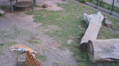 Tiger kafesin içinde çimlerle oynamak eğlenceli..