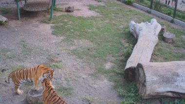 Kaplanlar kameranın önünde şakalaşıyor..