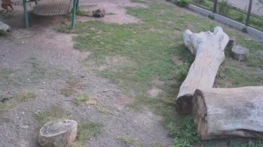 Kaplanlar kafesin etrafında koşup birbirlerini kovalarlar..