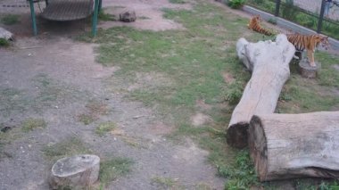 Kaplanlar hayvanat bahçesindeki kafeste dolaşıyorlar..