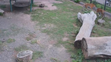 Kaplanlar hayvanat bahçesindeki kafeste dolaşıyorlar..