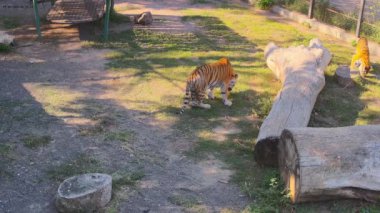 İki kaplan otları yiyor.