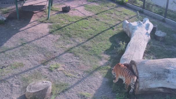 Tigern Vandrar Runt Buren Och Äter Gräs — Stockvideo