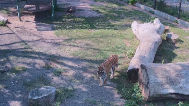 Τίγρης Τρώει Πράσινο Χορτάρι Ορεκτικό — Αρχείο Βίντεο