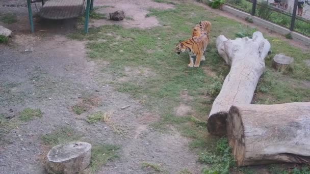 Tigers Slåss Lekfullt Med Varandra — Stockvideo