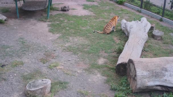 Tygrysy Figlarnie Walczą Przed Kamerą — Wideo stockowe