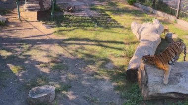  Ağaçta yatan güzel kaplan.