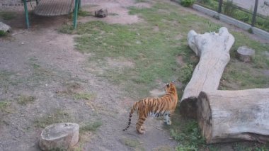 Kaplan yemeği bekliyor.