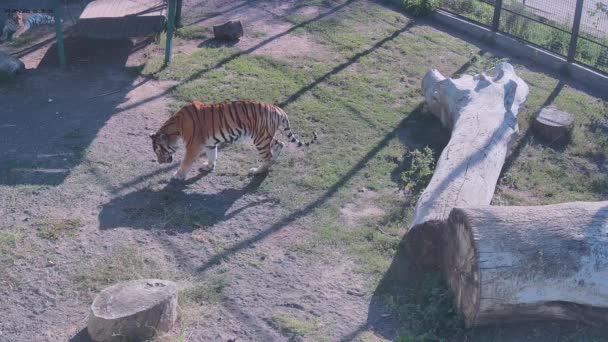 Tigre Sólo Busca Lugar Para Descansar — Vídeos de Stock