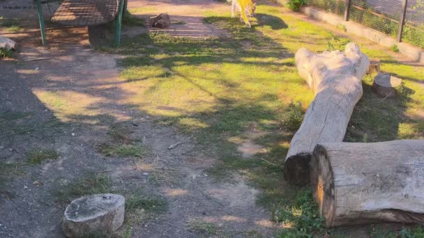 Tijger Zwerven Rond Kooi Ochtend — Stockvideo