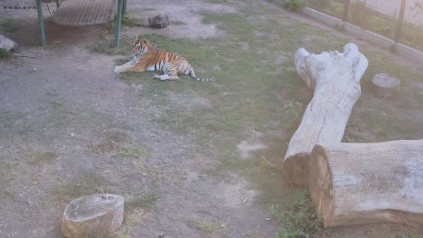Τίγρης Αναπαύεται Στο Γρασίδι Ηλιοβασίλεμα — Αρχείο Βίντεο