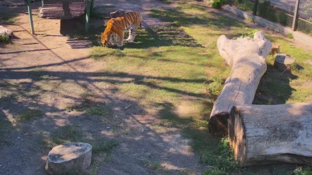 Tigre Caminando Alrededor Jaula Comiendo Hierba — Vídeos de Stock