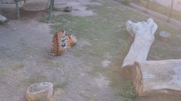 Dos Tigres Mamá Hijo Jugando Entre — Vídeos de Stock