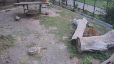 Bir kaplan kütüğün üzerinden atlar başka bir kaplan salıncağın tepesinden ona bakar..