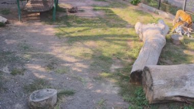 Kaplanlar kahvaltıdan sonra kafesin etrafında dolaşır..