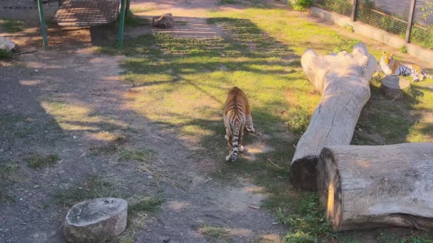 Tigre Caminando Alrededor Jaula Comiendo Hierba — Vídeos de Stock