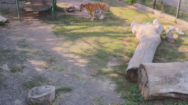 Los Tigres Descansan Sombra Por Mañana Una Jaula — Vídeo de stock