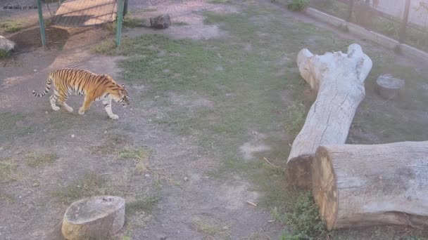 Tygři Potulují Kleci Spolu — Stock video