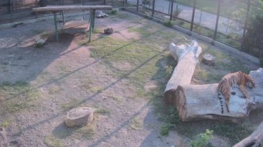 Kaplan kafese sızıyor.