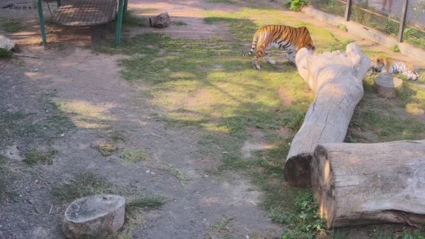 Een Tijger Sluipt Naar Een Andere Tijger Terwijl Hij Slaapt — Stockvideo