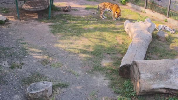 Tijger Eet Gras Voor Het Eten — Stockvideo