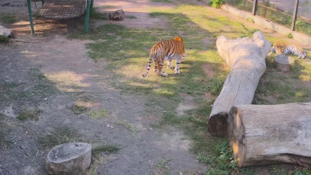 Tigern Äter Gräs Gräsmattan — Stockvideo