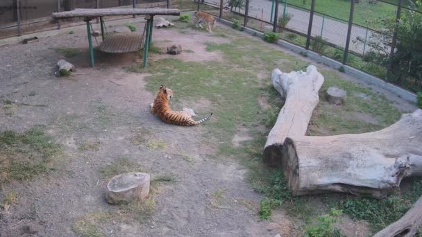Harimau Berbaring Rumput Kandang — Stok Video