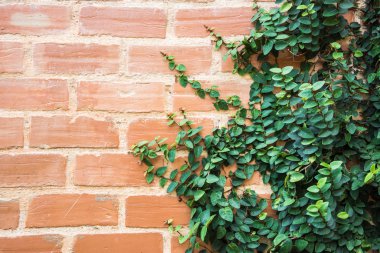 kırmızı tuğla duvar