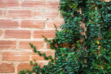 kırmızı tuğla duvar