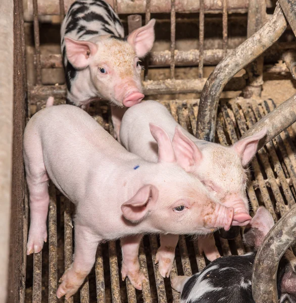 Adorable baby pig in iron cage , cute new born pig