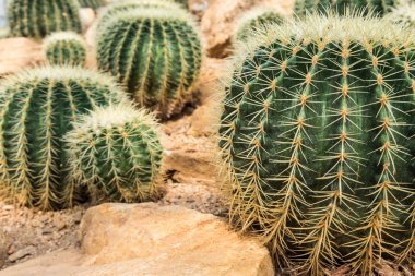 Güzel küçük kaktüs ve bahçede çiçek açan çiçek