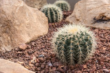 Güzel küçük kaktüs ve bahçede çiçek açan çiçek