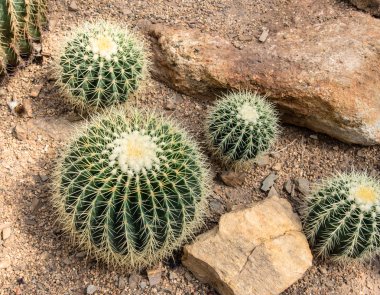 Güzel küçük kaktüs ve bahçede çiçek açan çiçek