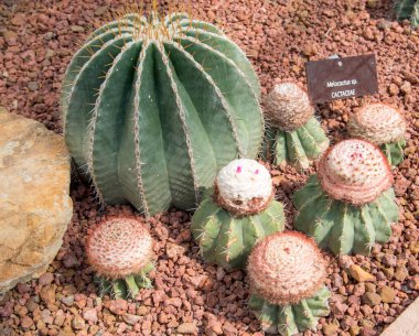 Güzel küçük kaktüs ve bahçede çiçek açan çiçek