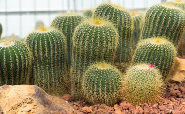 Güzel küçük kaktüs ve bahçede çiçek açan çiçek