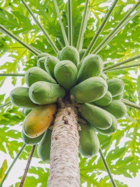 yeşil ve sarı papaya papaya ağaç üzerinde