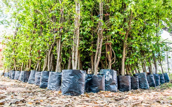Genç ağaç fidanlık tesisi için bekleyen siyah plastik torba 