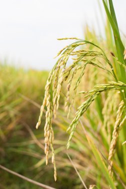 Tayland pirinç sarı