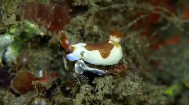 Beyaz-kahverengi çıplaklık - tip yumuşakça (Phyllidiopsis papilligera). Endonezya Pasifik. Nudibranchia Cuvier sualtı güzellik dalgıcı bakış açısı. Mercanlar ve su bitkileri üzerinde sürünürler..