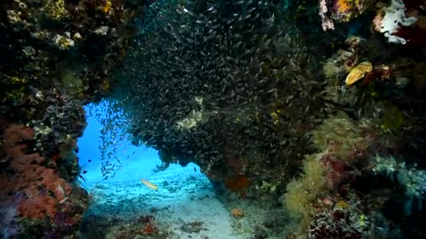 Üveghalak Közelsége Felnőtt Kis Átlátszó Halak Egy Víz Alatti Barlangban — Stock videók